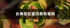 长寿花有毒吗，怎么在室内养？