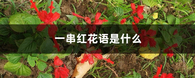 一串红花语是什么,什么季节开花 一串红花语是什么,什么季节开花