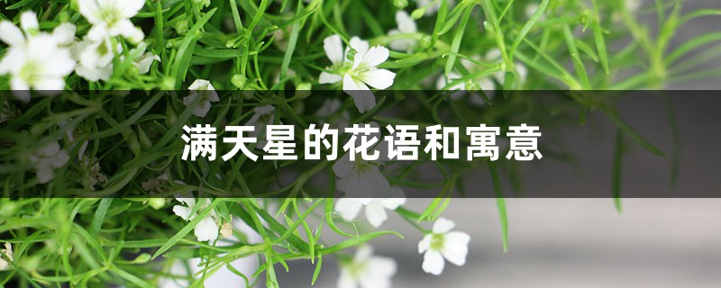 满天星的花语和寓意