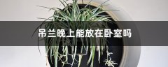 吊兰晚上能放在卧室吗，会与人争夺氧气吗？