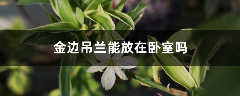 金边吊兰能放在卧室吗,有毒吗,在室内怎么养? 金边吊兰能放在卧室吗,有毒吗,在室内怎么养?