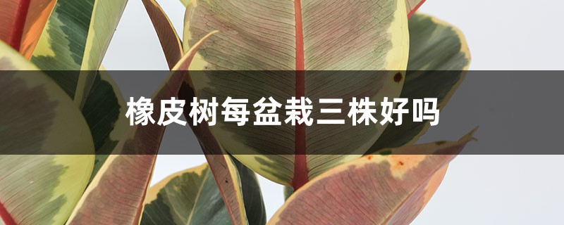 橡皮树每盆栽三株好吗，放在哪里旺风水？