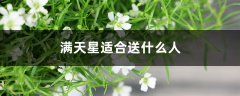 满天星适合送什么人