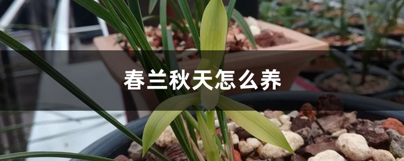 春兰秋天怎么养 春兰秋天怎么养