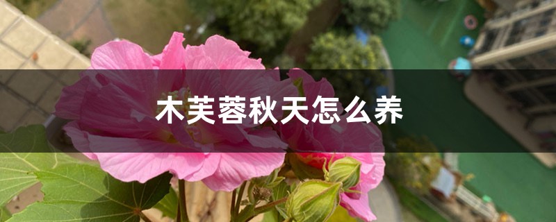 木芙蓉秋天怎么养 木芙蓉秋天怎么养
