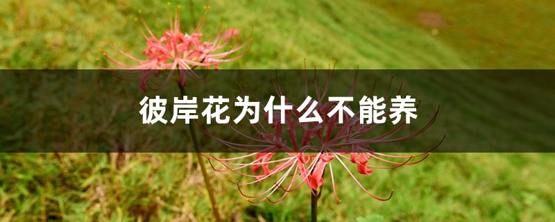 彼岸花为什么不能养 彼岸花为什么不能养