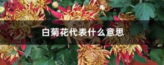 白菊花代表什么意思