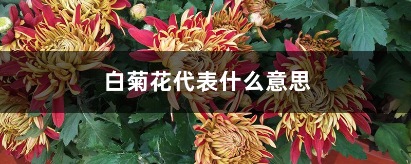 白菊花代表什么意思 白菊花代表什么意思
