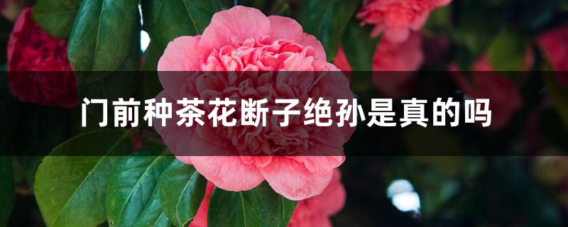 门前种茶花断子绝孙是真的吗 门前种茶花断子绝孙是真的吗
