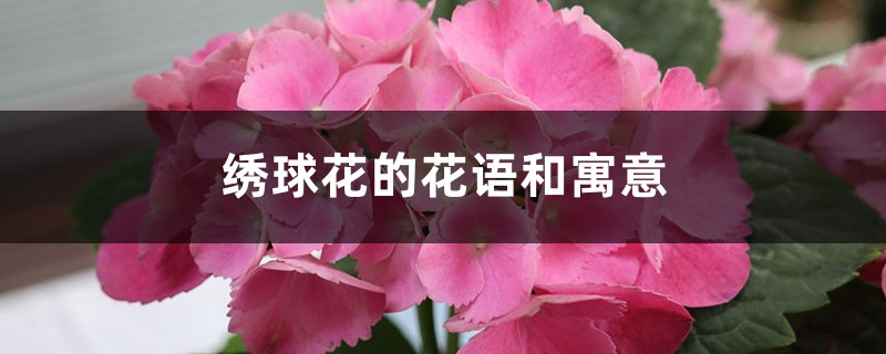 绣球花的花语和寓意