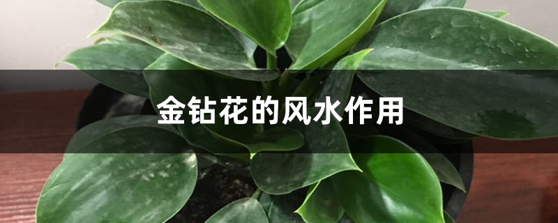 金钻花的风水作用 金钻花的风水作用