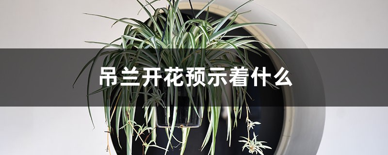 吊兰开花预示着什么 吊兰开花预示着什么