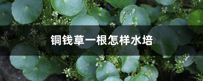 铜钱草一根怎样水培