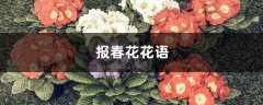 报春花花语