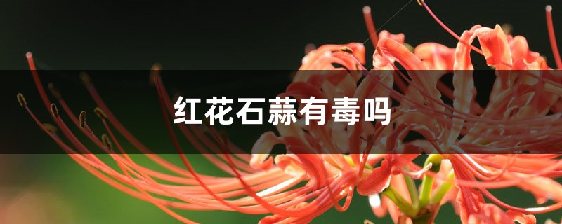 红花石蒜有毒吗 红花石蒜有毒吗