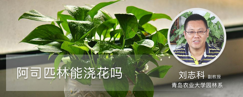 阿司匹林能浇花吗 阿司匹林能浇花吗
