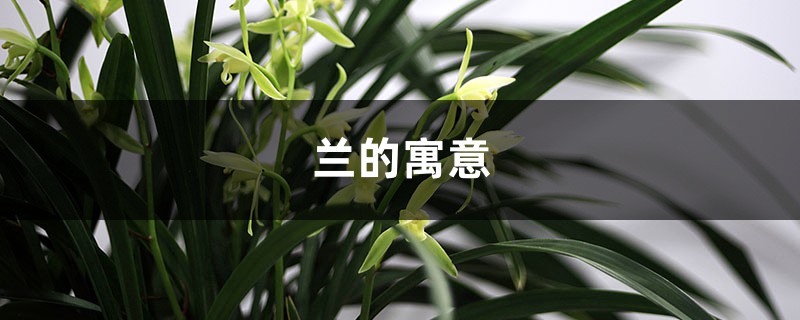 兰的寓意 兰的寓意