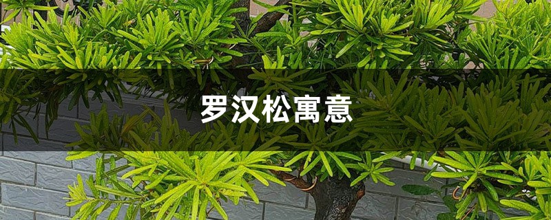 罗汉松寓意 罗汉松寓意