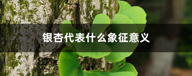 银杏代表什么象征意义 银杏代表什么象征意义