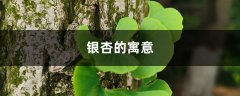 银杏的寓意