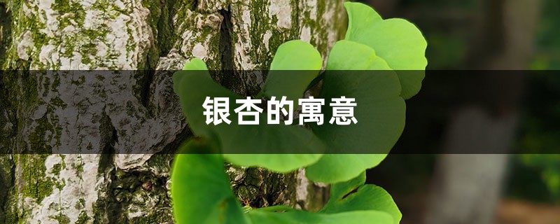 银杏的寓意 银杏的寓意