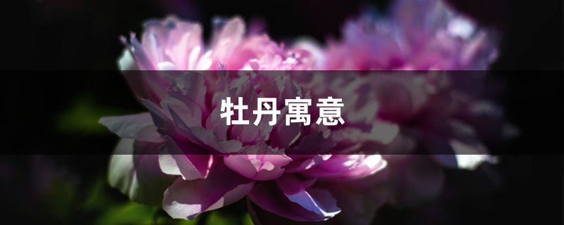 牡丹寓意 牡丹寓意