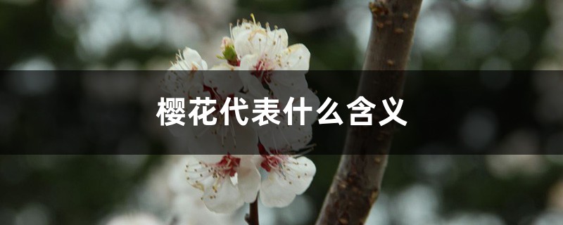 樱花代表什么含义 樱花代表什么含义