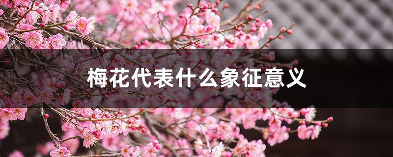 梅花代表什么象征意义 梅花代表什么象征意义
