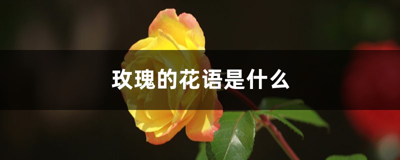 玫瑰的花语是什么