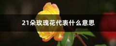 21朵玫瑰花代表什么意思