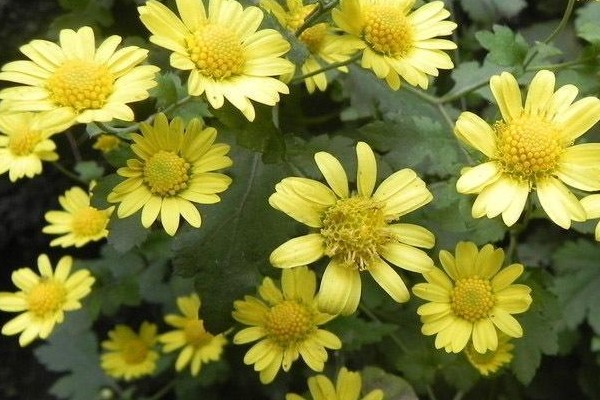 牙疼要人命?喝点“野菊茶”,过一会就不疼了 牙疼要人命?喝点“野菊茶”,过一会就不疼了