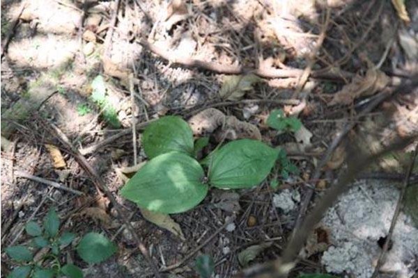 它被称为植物界的“止血剂”,田间随处可见,很多人都不知道 它被称为植物界的“止血剂”,田间随处可见,很多人都不知道