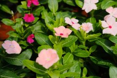 长春花适合室内养吗