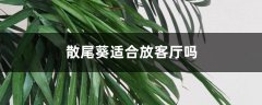 散尾葵适合放客厅吗