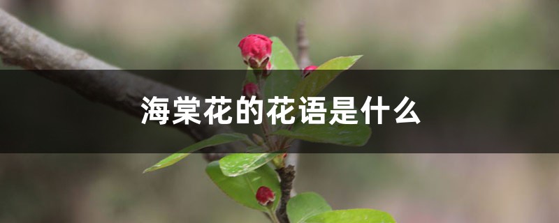 海棠花的花语是什么