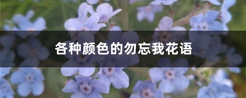 各种颜色的勿忘我花语 各种颜色的勿忘我花语