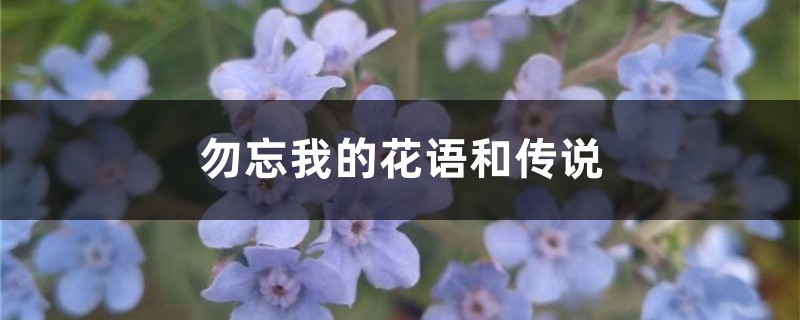 勿忘我的花语和传说 勿忘我的花语和传说