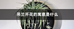 吊兰开花的寓意是什么