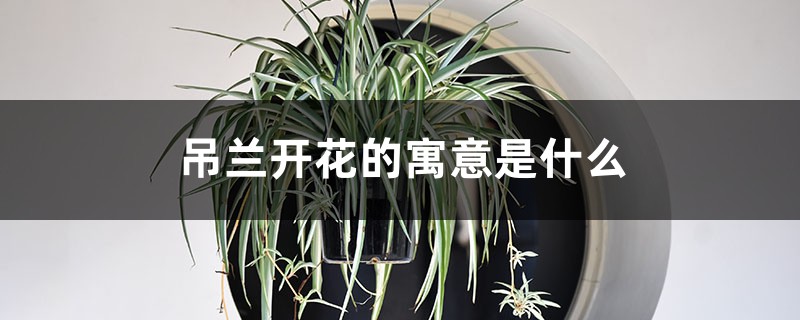 吊兰开花的寓意是什么 吊兰开花的寓意是什么