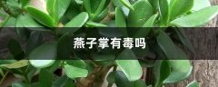 燕子掌有毒吗