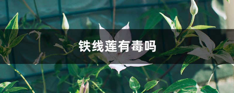 铁线莲有毒吗 铁线莲有毒吗