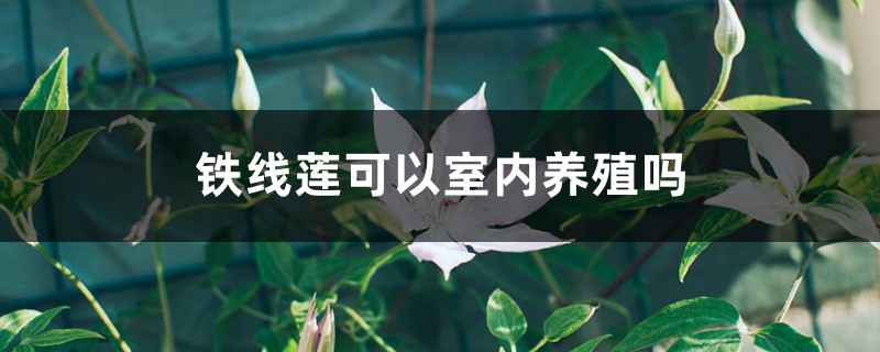铁线莲可以室内养殖吗 铁线莲可以室内养殖吗
