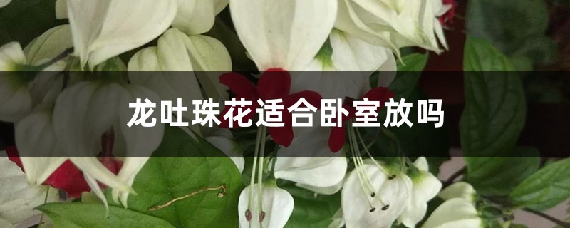 龙吐珠花适合卧室放吗 龙吐珠花适合卧室放吗