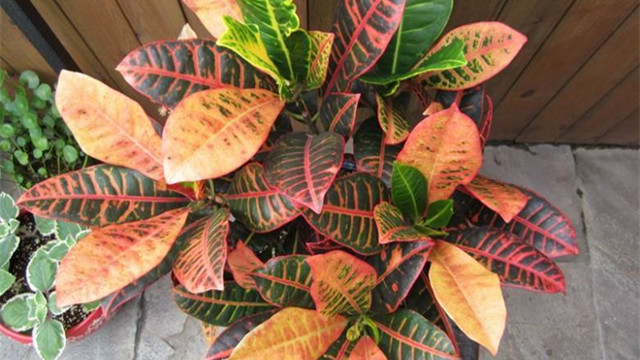 适合室内养的植物 适合室内养的植物