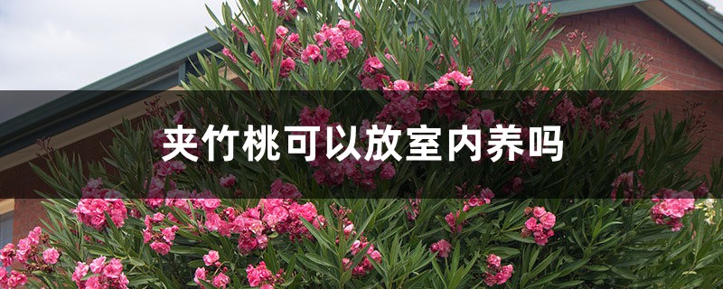 夹竹桃可以放室内养吗 夹竹桃可以放室内养吗