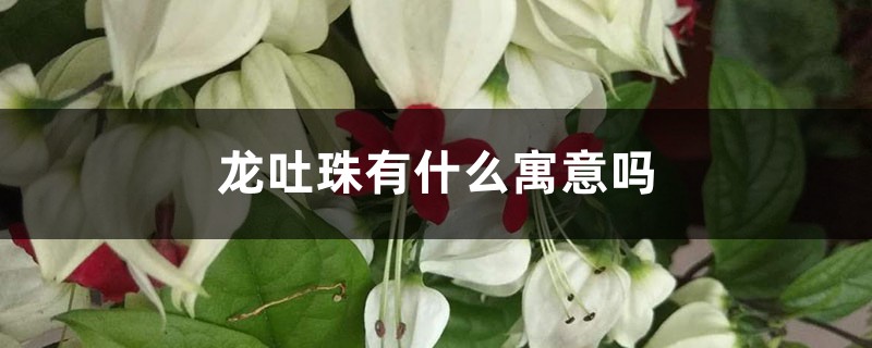 龙吐珠有什么寓意吗 龙吐珠有什么寓意吗