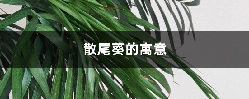 散尾葵的寓意 散尾葵的寓意