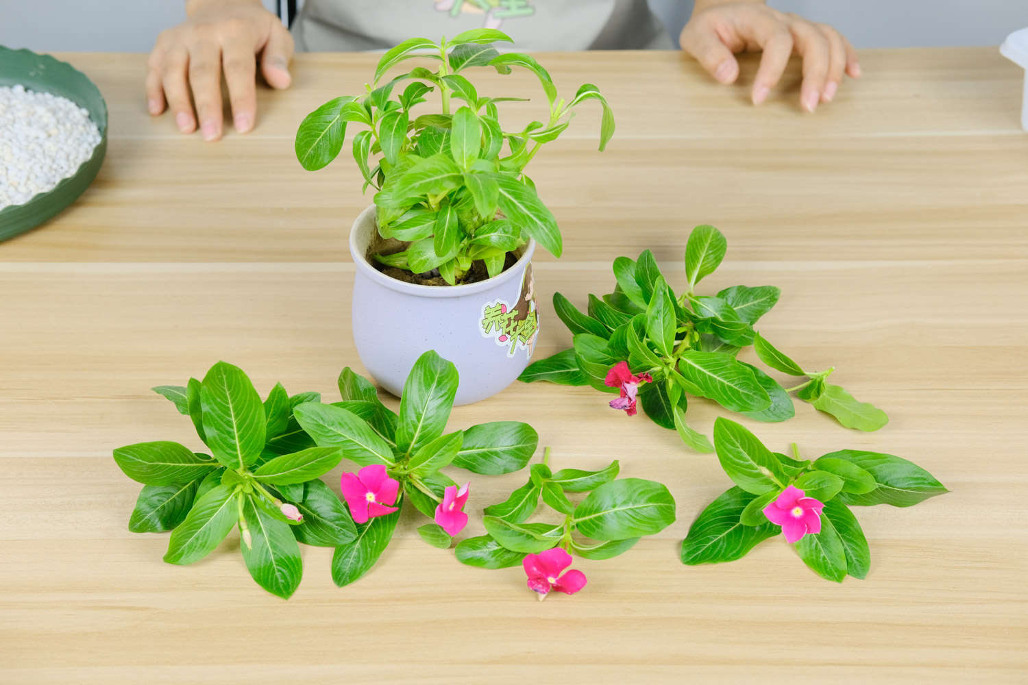 长春花 长春花