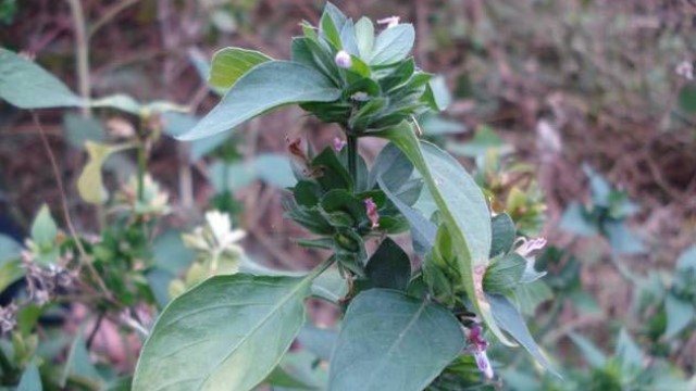 狗肝菜的功效与作用 狗肝菜的功效与作用
