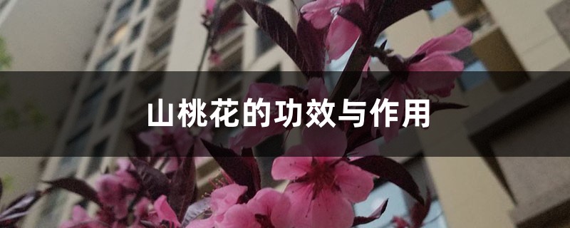 山桃花的功效与作用